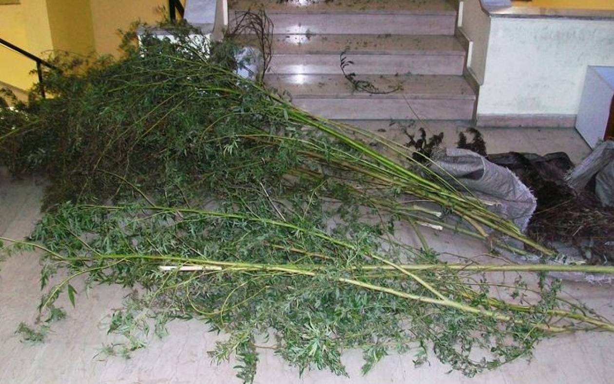 Τέσσερις συλλήψεις για καλλιέργεια ναρκωτικών στο Μωσαϊκό