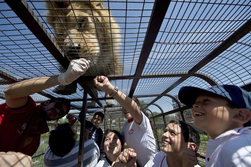 Σαφάρι για λίγους: Λιοντάρια στη φύση, άνθρωποι σε κλουβιά!