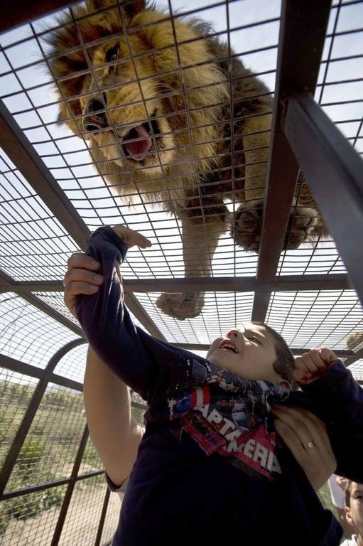 Σαφάρι για λίγους: Λιοντάρια στη φύση, άνθρωποι σε κλουβιά!
