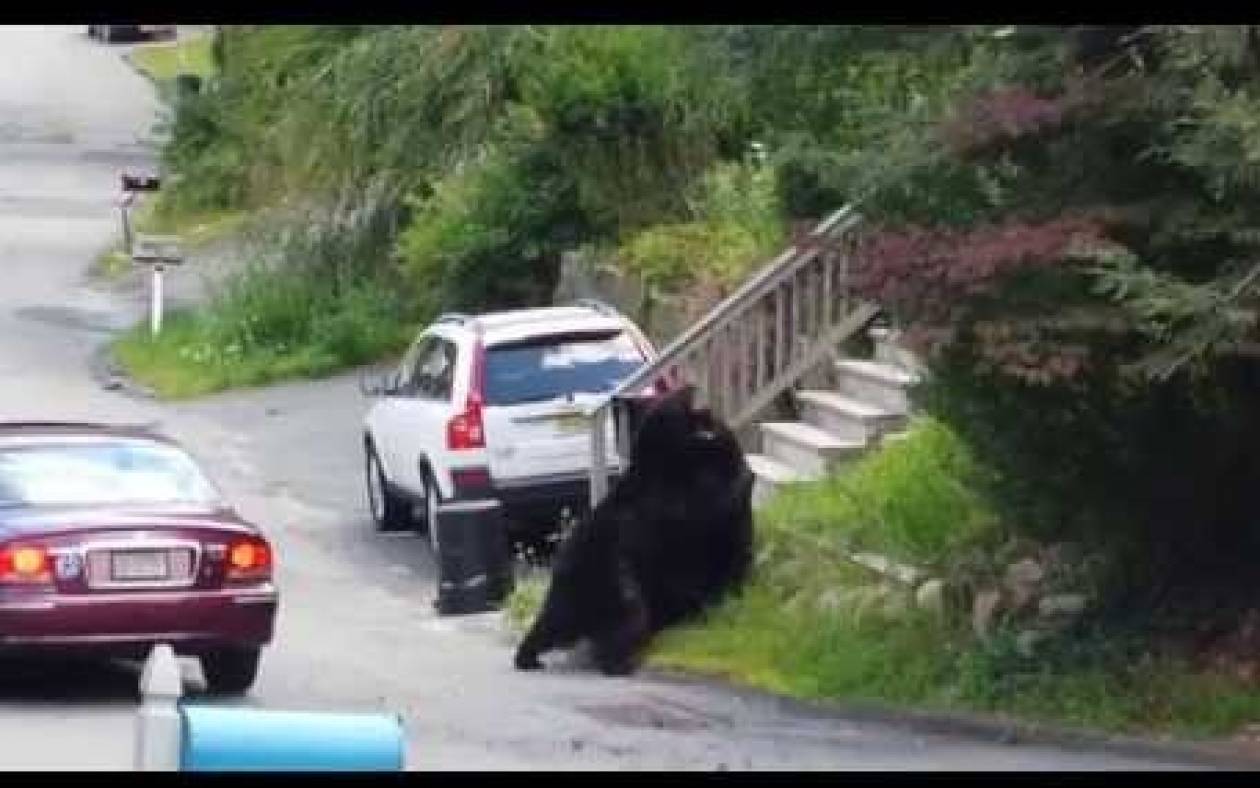 Δύο αρκούδες... πλακώνονται στη μέση του δρόμου