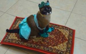 Γάτα… πριγκίπισσα του Αλαντίν πάνω σε μαγικό χαλί!