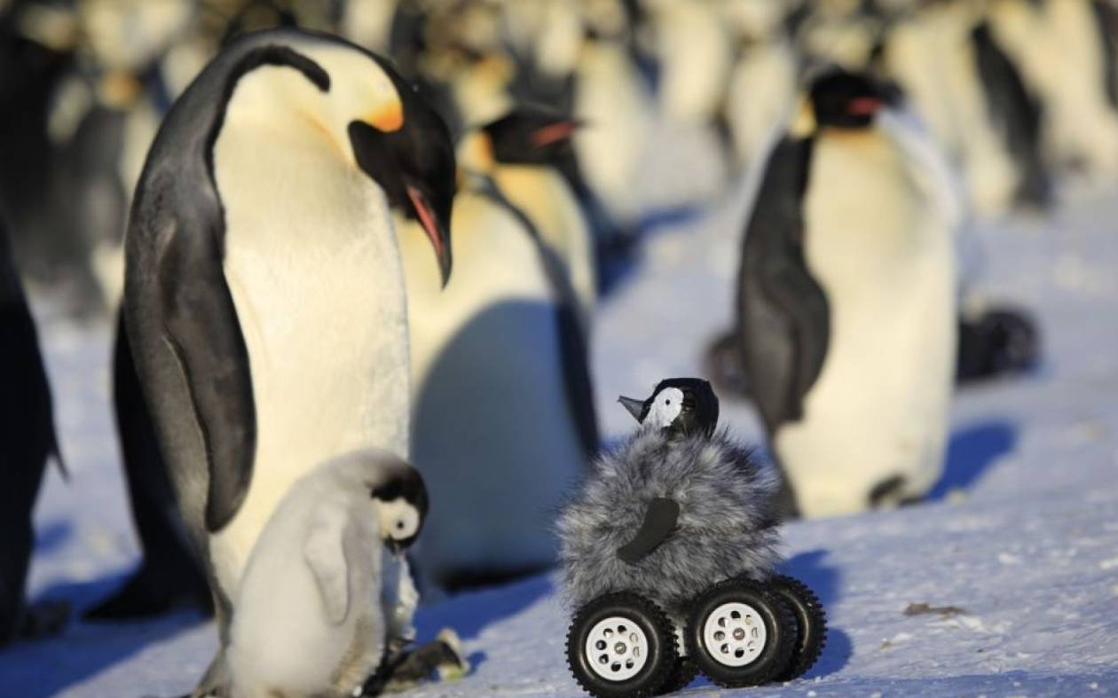 CNN: Όταν οι αληθινοί πιγκουίνοι συναντούν έναν πιγκουίνο-ρομπότ! (video)