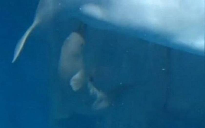 Φάλαινα γεννάει το μωράκι της μπροστά στην κάμερα και μας καθηλώνει