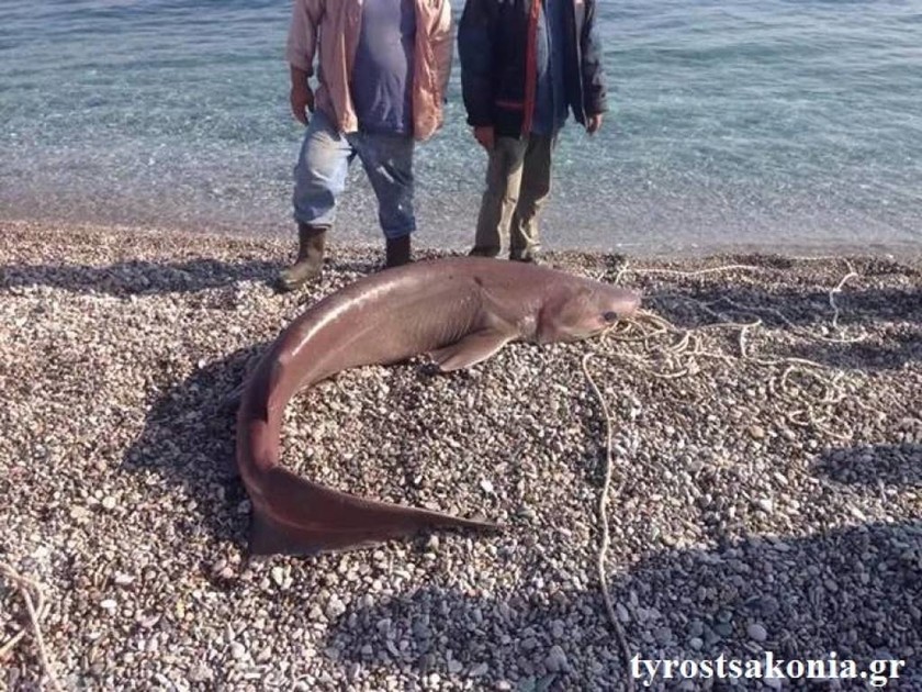 Ψαράς έπιασε δροσίτη 120 κιλών στον Τυρό Αρκαδίας (Photo)