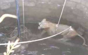 Χωρικοί έσωσαν λιοντάρι από πνιγμό στην Ινδία