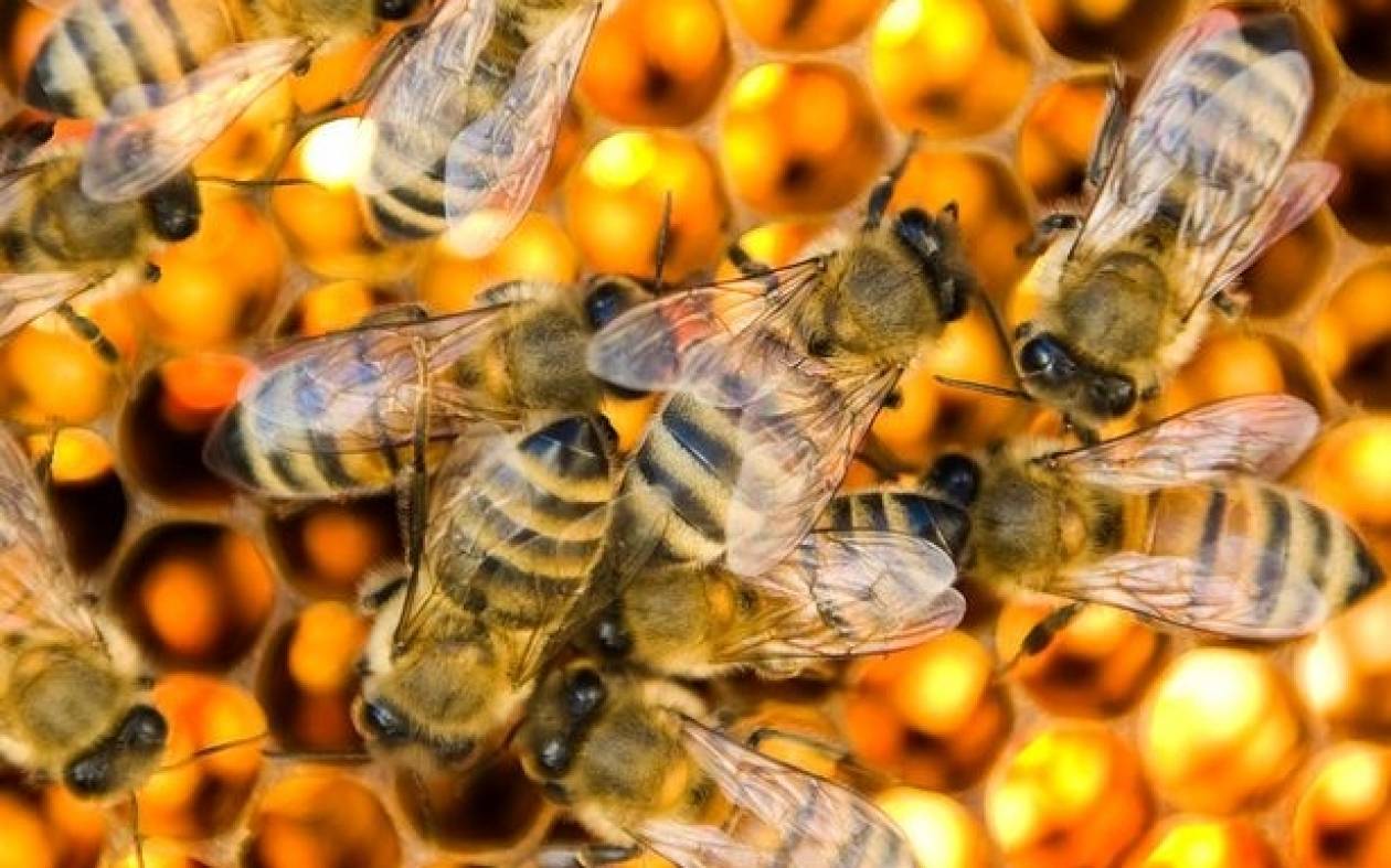 Καναδάς: Νεκρές 37 εκατομμύρια μέλισσες! (video)
