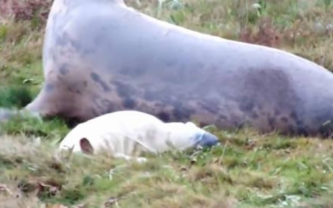 Καταπληκτικό βίντεο: Φώκια γεννάει το μωρό της (video)