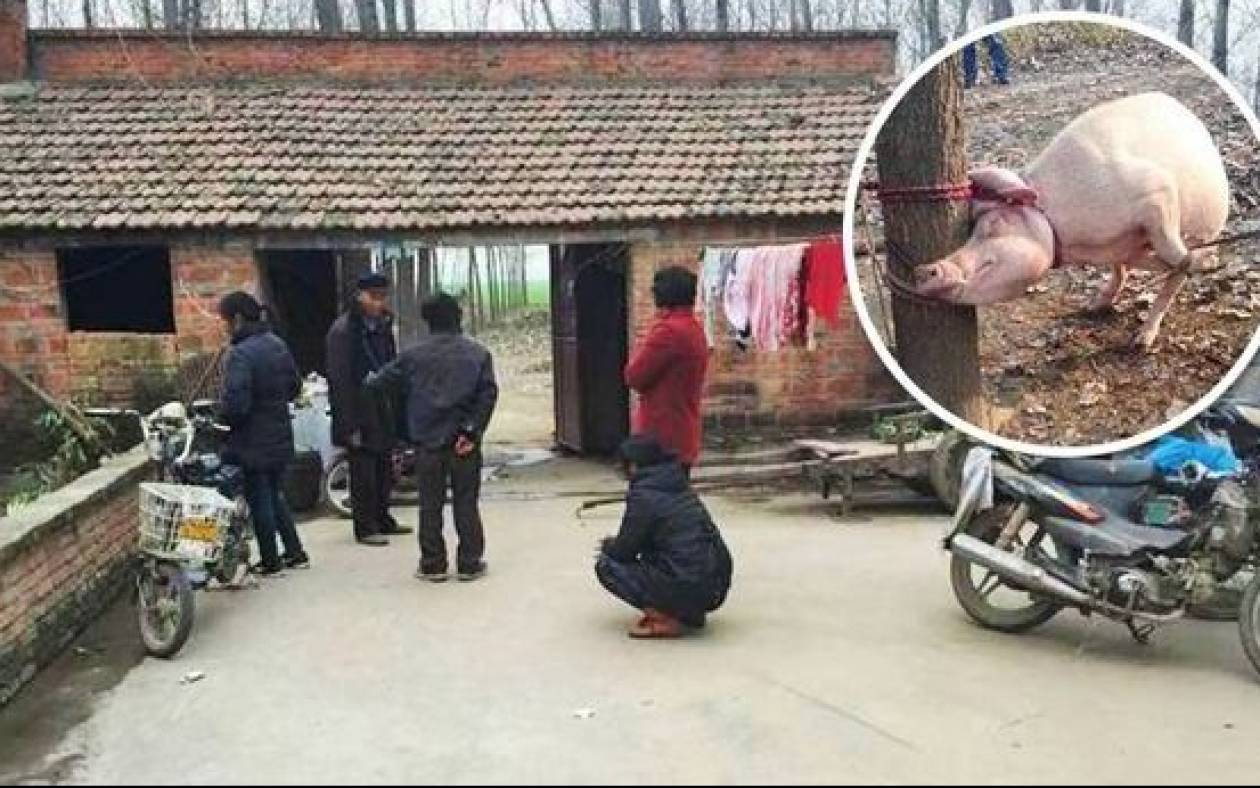 Κίνα: Γουρούνα έφαγε ζωντανό 2χρονο αγοράκι!