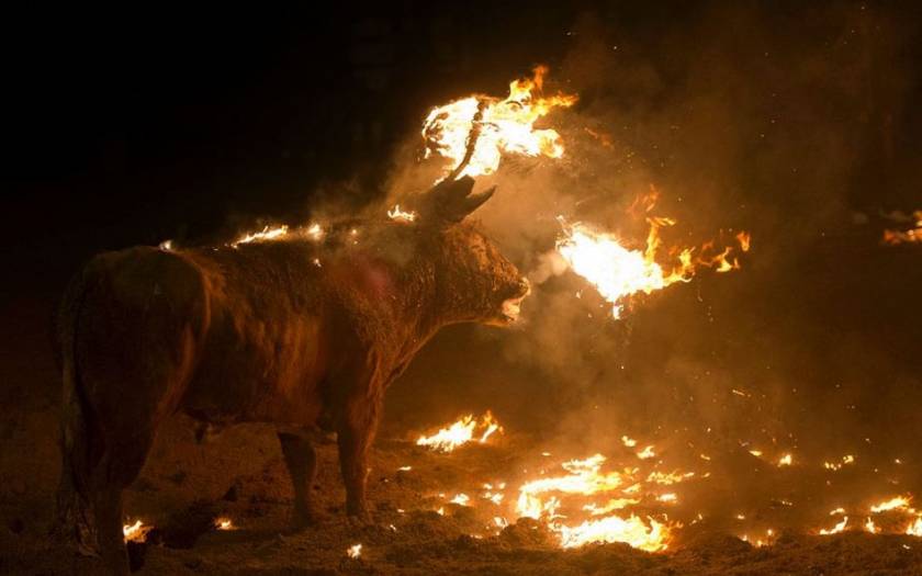 Αντιδράσεις για το κάψιμο των ταύρων στην Ισπανία (photos)
