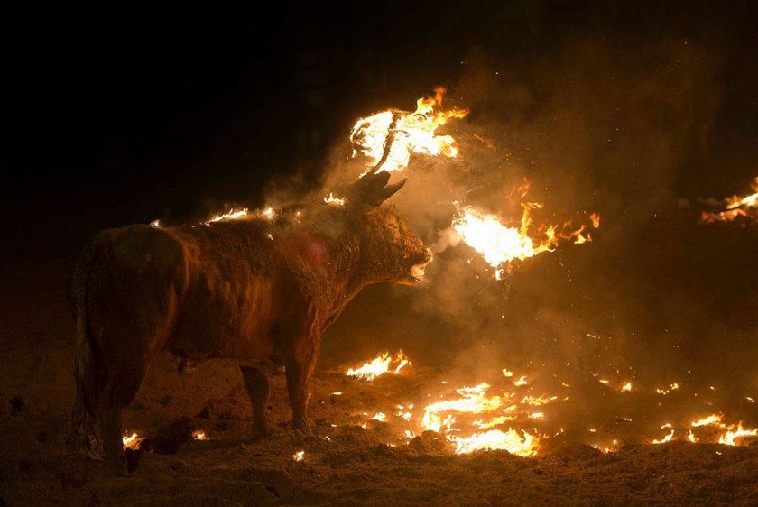 Ξεσηκωμός για το ισπανικό φεστιβάλ «Φλεγόμενου Ταύρου»