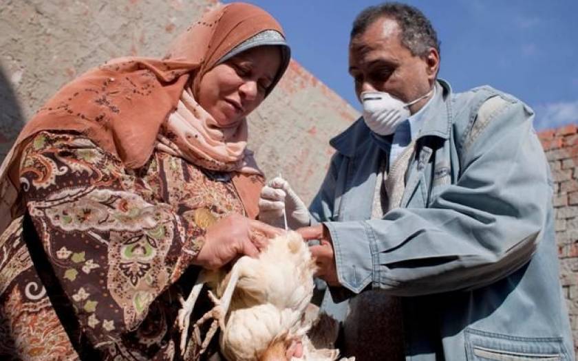 Αίγυπτος: Γυναίκα πέθανε από γρίπη των πτηνών