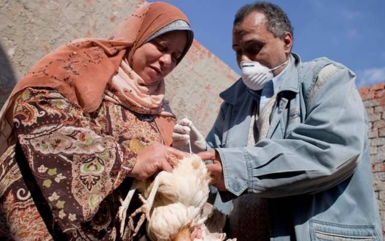 Αίγυπτος: Γυναίκα πέθανε από γρίπη των πτηνών