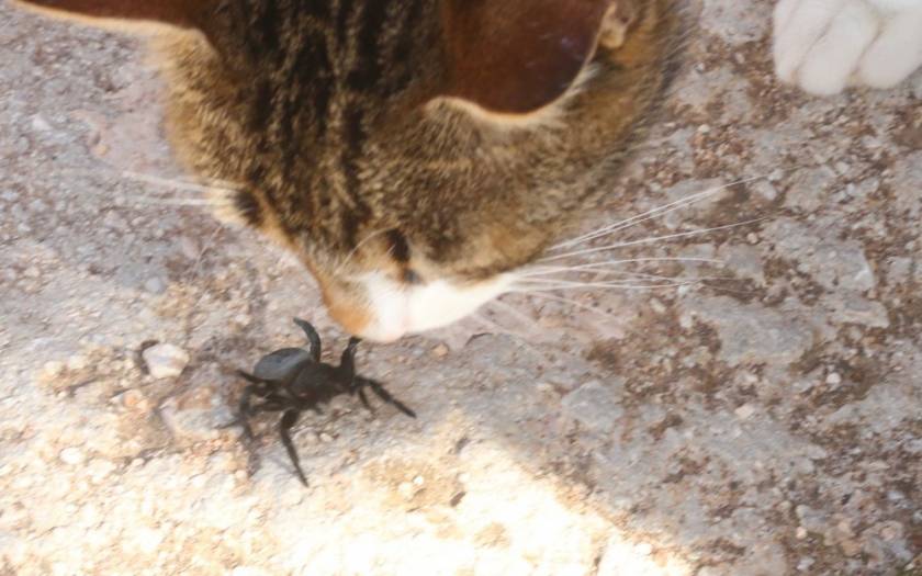 Η τυχαία συνάντηση γάτας με... αράχνη!
