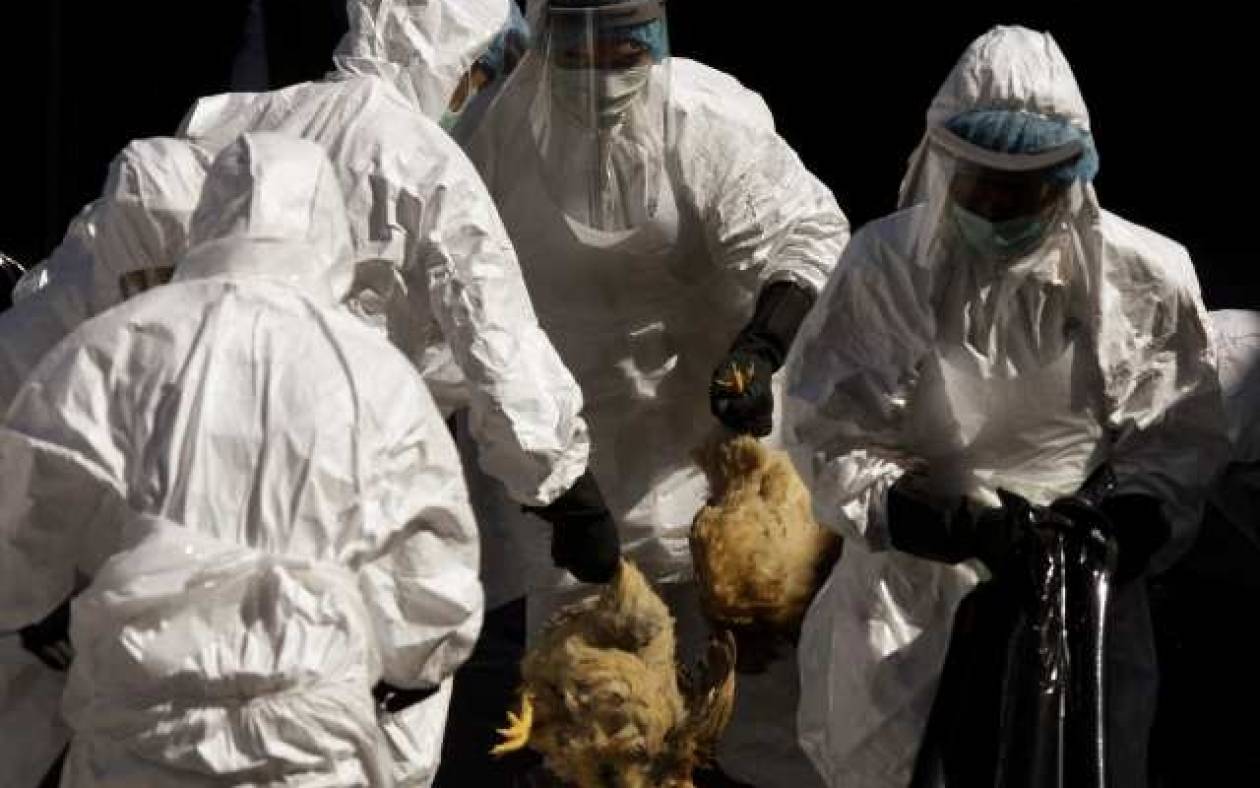 Μια 30χρονη το νέο θύμα της γρίπης των πτηνών στην Αίγυπτο