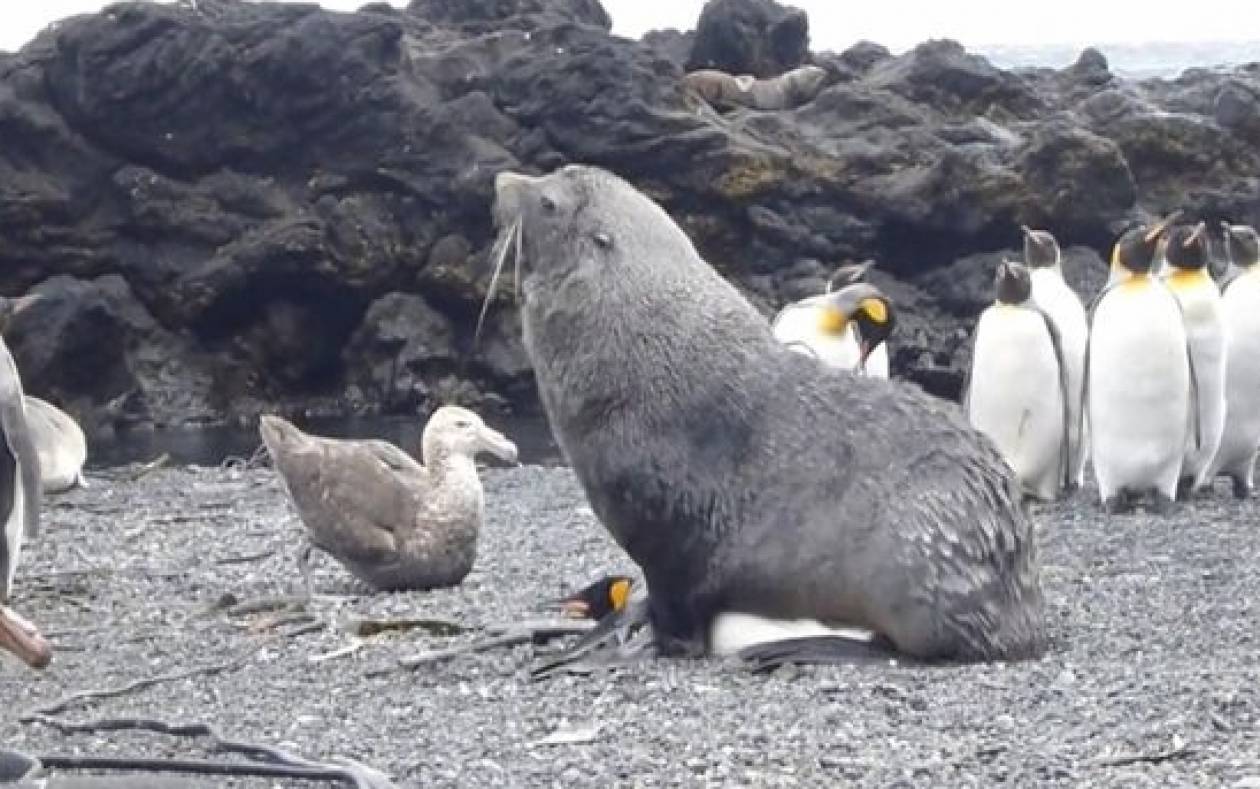 Θαλάσσιοι ελέφαντες βιάζουν πιγκουίνους στην Ανταρκτική!