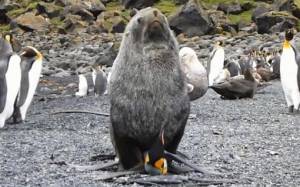 Επιστημονικά αποδεδειγμένο: Οι φώκιες βιάζουν πιγκουίνους!