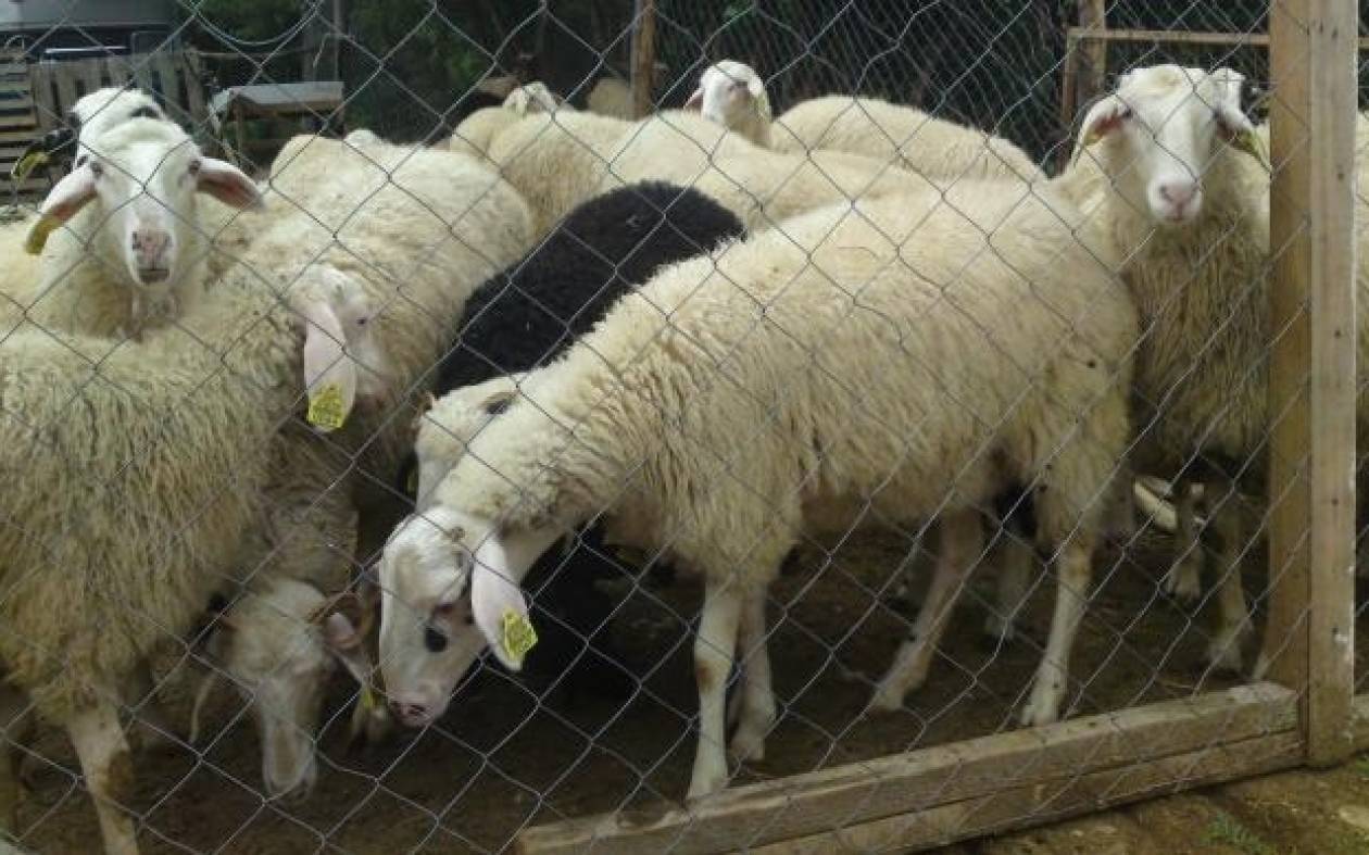 Κρούσμα ευλογιάς σε κτηνοτροφική μονάδα στη Ροδόπη