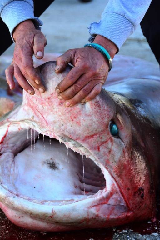 Ψάρεψαν καρχαρία στον Αργολικό κόλπο (Photos)