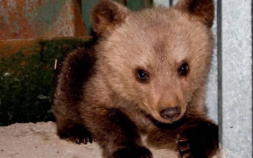 Rescue operation underway for baby bear in Metsovo