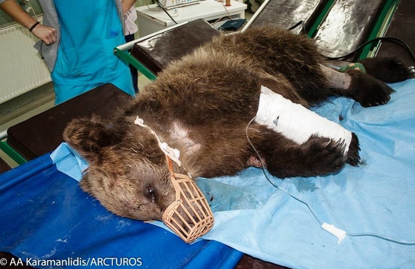 Στην Κτηνιατρική του ΑΠΘ μεταφέρθηκε τραυματισμένο αρκουδάκι