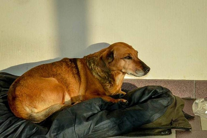 Σκύλος περιμένει το νεκρό αφεντικό του εδώ και δύο χρόνια…