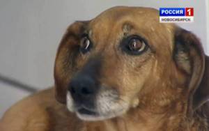 Σκυλίτσα περιμένει το νεκρό αφεντικό της εδώ και δύο χρόνια…