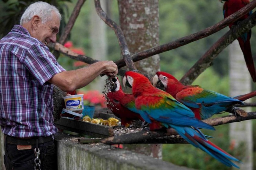 Eκατοντάδες παπαγάλοι βρήκαν καταφύγιο στο Καράκας (photos)