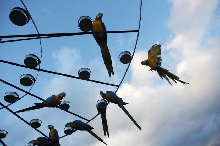 Eκατοντάδες παπαγάλοι βρήκαν καταφύγιο στο Καράκας (photos)