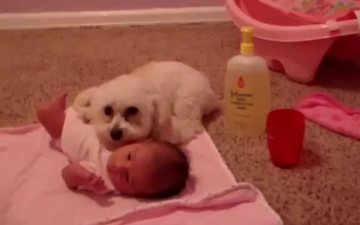 Σκύλος προστατεύει μωρό από... σκούπα! (video)