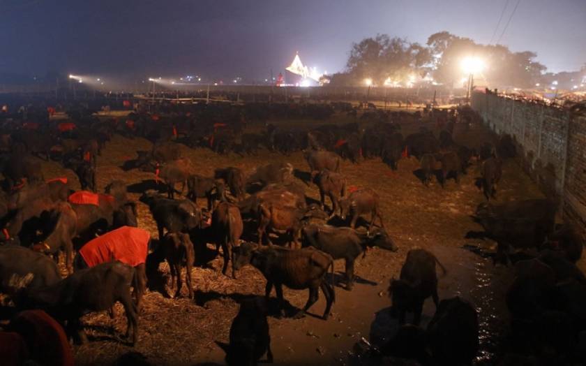 Νεπάλ: Μαζική σφαγή ζώων σε ινδουιστική γιορτή (pics)