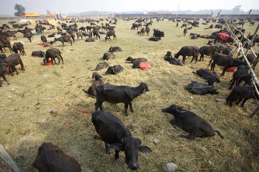Νεπάλ: Μαζική σφαγή ζώων σε ινδουιστική γιορτή (pics)