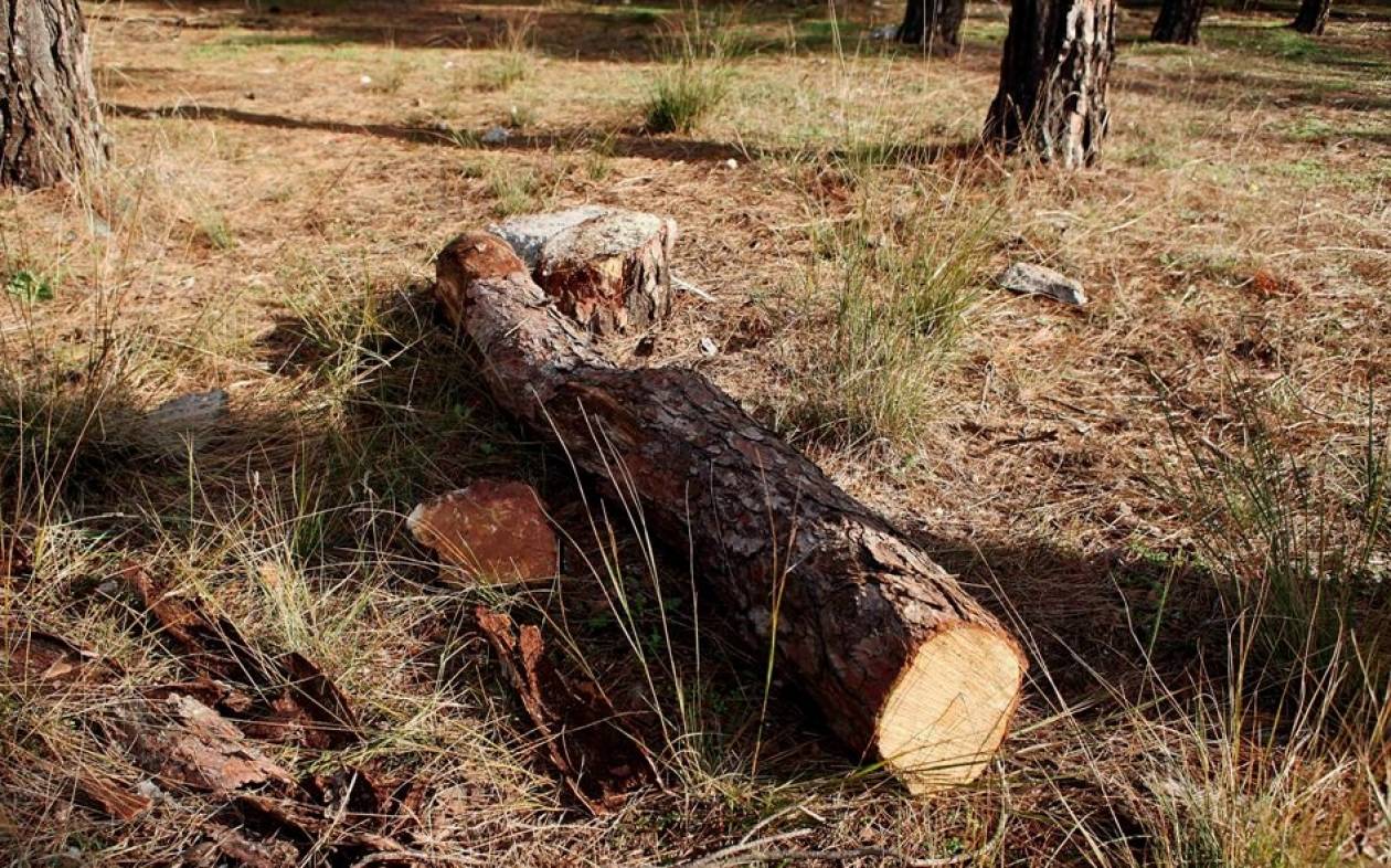 Κατασχέθηκαν 200 τόνοι παράνομης ξυλείας
