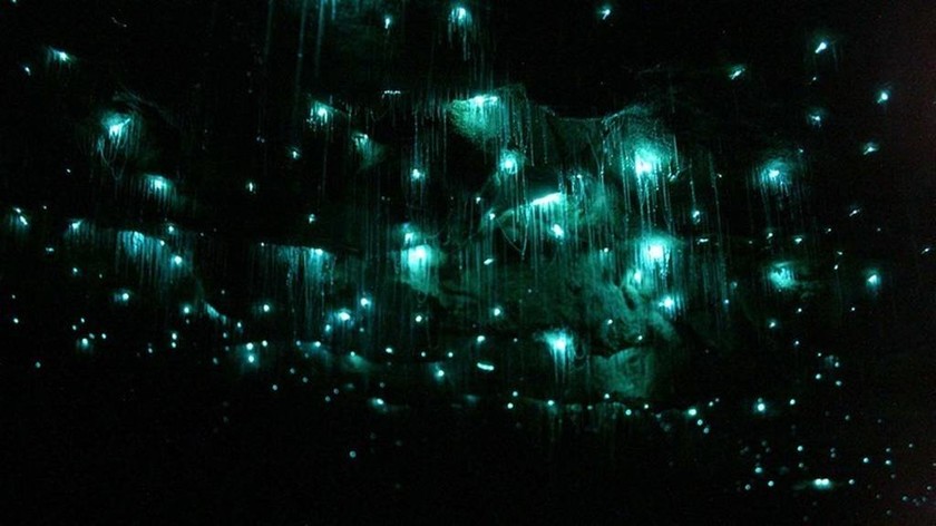Νέα Ζηλανδία - Το μυστηριώδες σπήλαιο που λαμπυρίζει! 