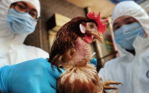 Αίγυπτος: Τρεις θάνατοι από τη γρίπη των πτηνών H5N1