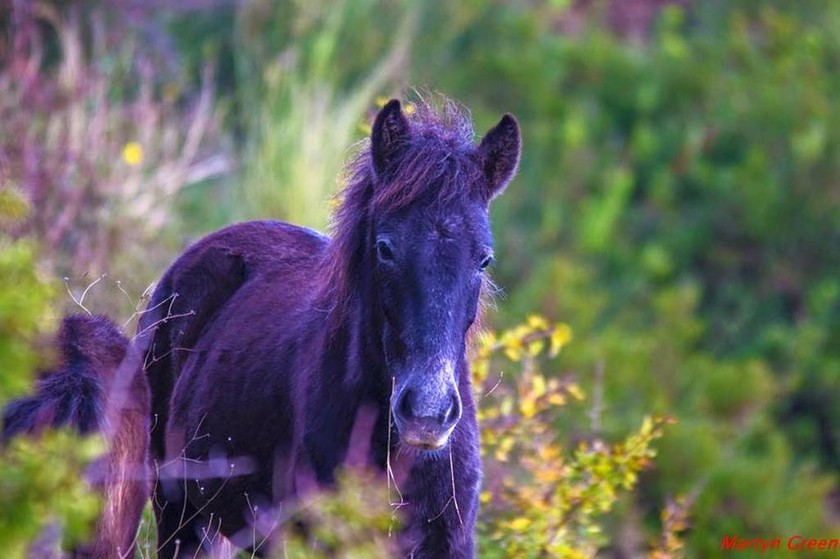 Εκπληκτικές φωτογραφίες από τα άλογα του Αίνου