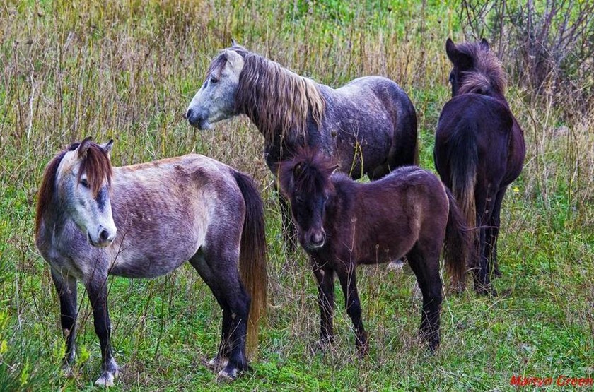 Εκπληκτικές φωτογραφίες από τα άλογα του Αίνου