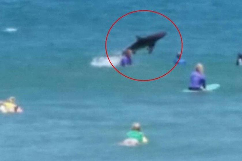 Αυστραλία: Καρχαρίας βγήκε για… κυνήγι δίπλα σε σέρφερς!