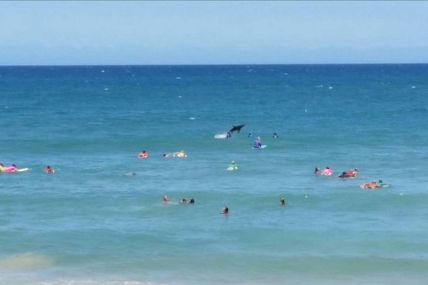 Αυστραλία: Καρχαρίας βγήκε για… κυνήγι δίπλα σε σέρφερς!