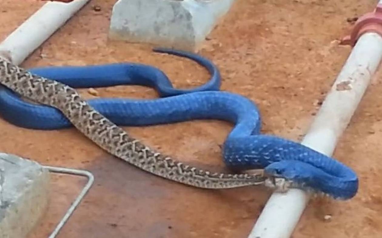 Κροταλίας έπεσε… βαρύς σε σπάνιο μπλε φίδι κανίβαλο!