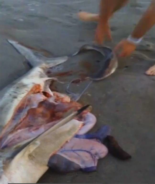 Νότια Αφρική: Ξεγέννησε καρχαρία με… καισαρική!