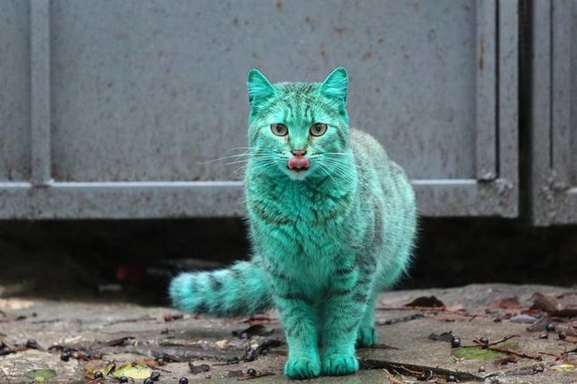 Βουλγαρία: Πέπλο μυστηρίου γύρω από μια πράσινη… γάτα!