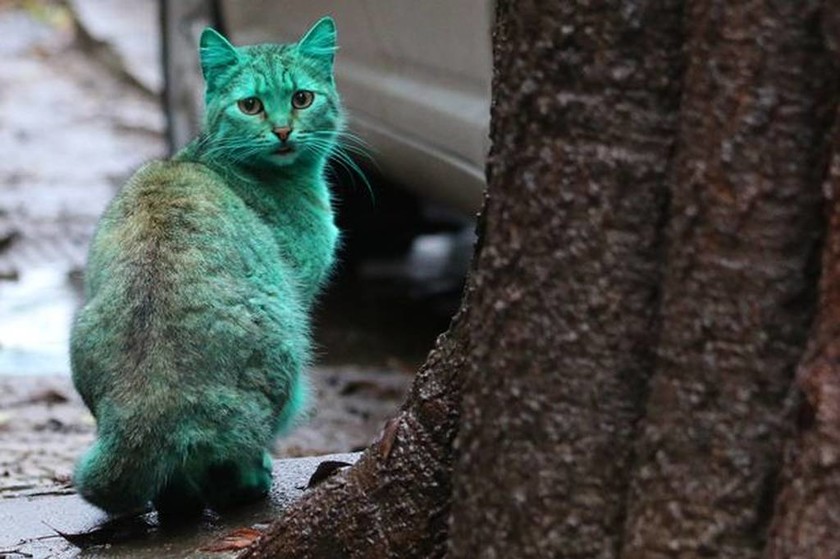 Βουλγαρία: Πέπλο μυστηρίου γύρω από μια πράσινη… γάτα!