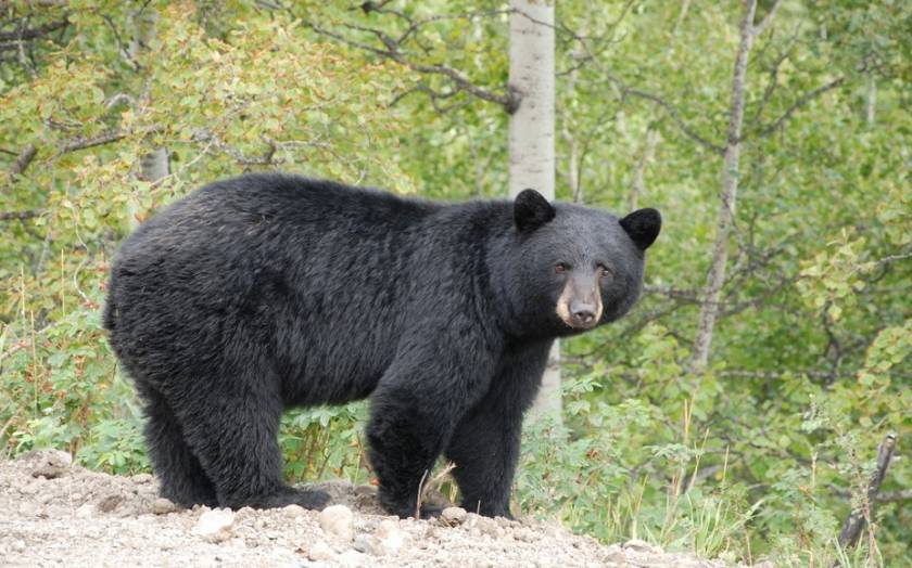 Επανεμφανίστηκαν αρκούδες στο Τσέρνομπιλ