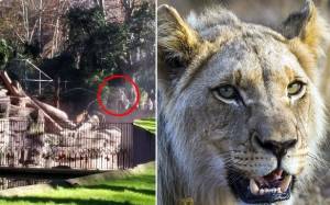 Ακτιβιστής κατασπαράχτηκε από λιοντάρια σε ζωολογικό κήπο!
