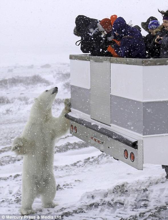 Παρατηρώντας πολικές αρκούδες στον Καναδά!