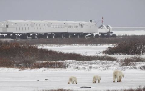 Παρατηρώντας πολικές αρκούδες στον Καναδά!