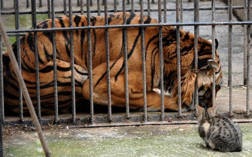 Ο τίγρης του Ζωολογικού Τρικάλων μεταφέρεται στο Σαν Ντιέγκο