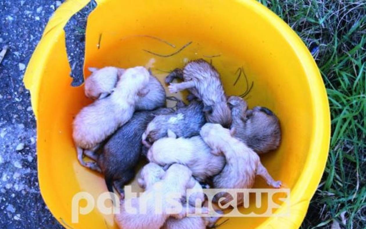 Πάτρα - Πέταξαν νεογέννητα σκυλάκια μέσα σε κάδο