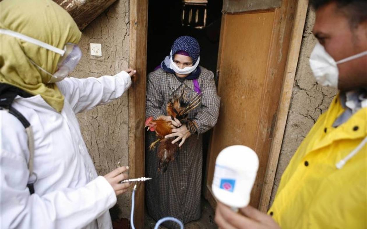Αίγυπτος: Στους οχτώ οι νεκροί από τη γρίπη των Πτηνών