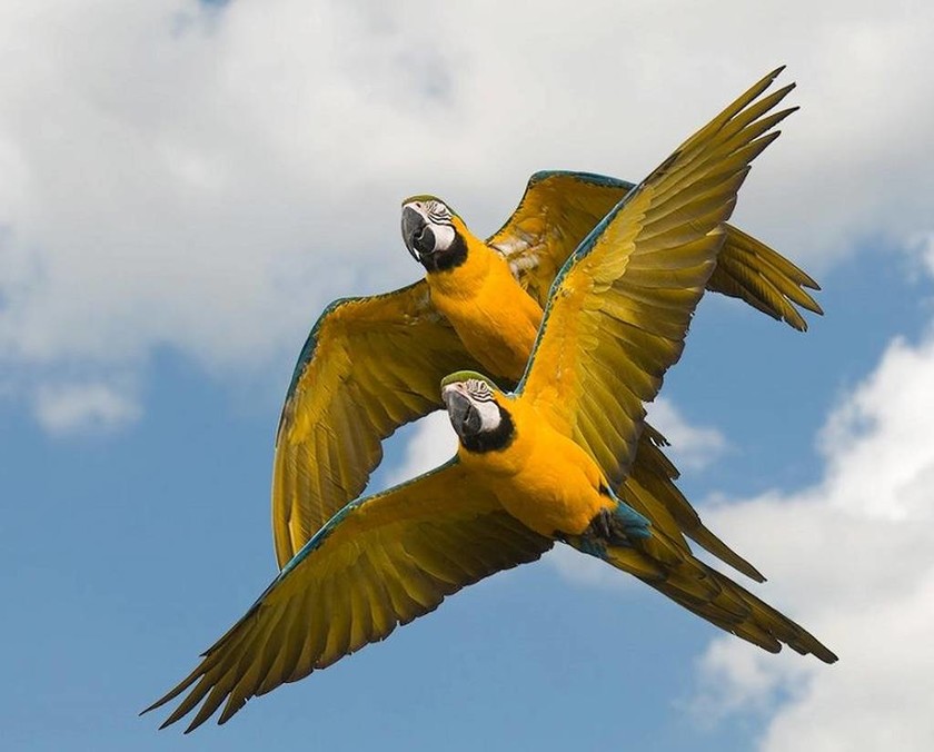 Σπάνια και πανέμορφα είδη πτηνών (photos)